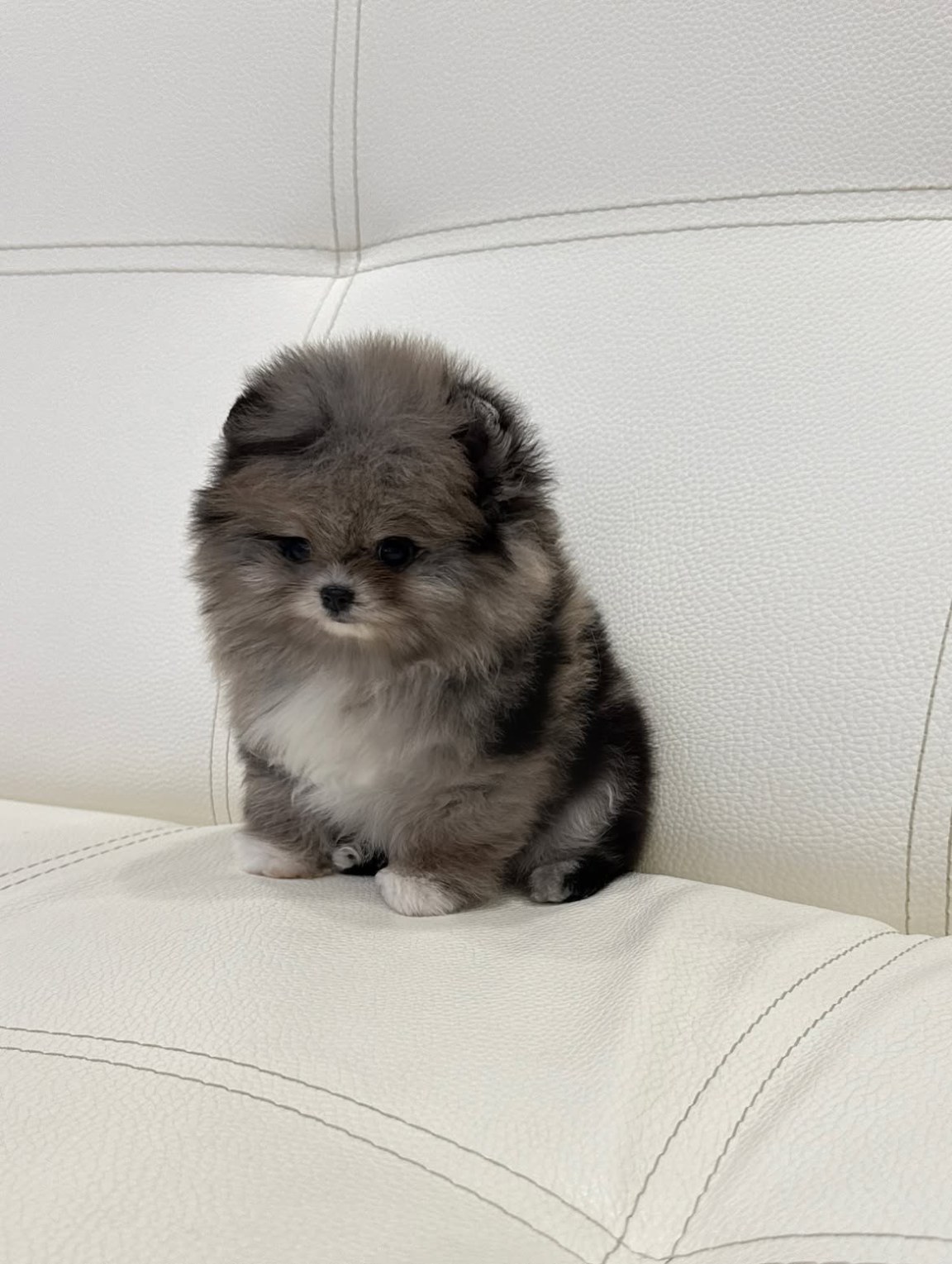 Cachorro de Pomerania YURI - detalles por confirmar