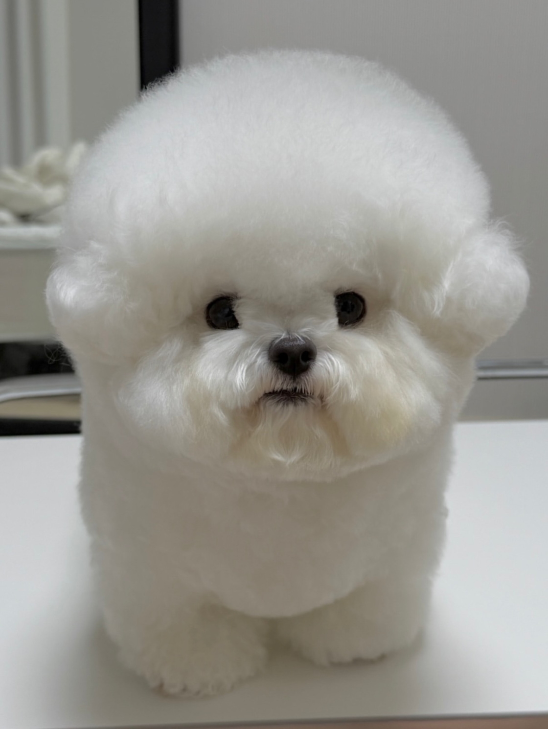 Cachorro 12 - cachorro de Bichón Frisé