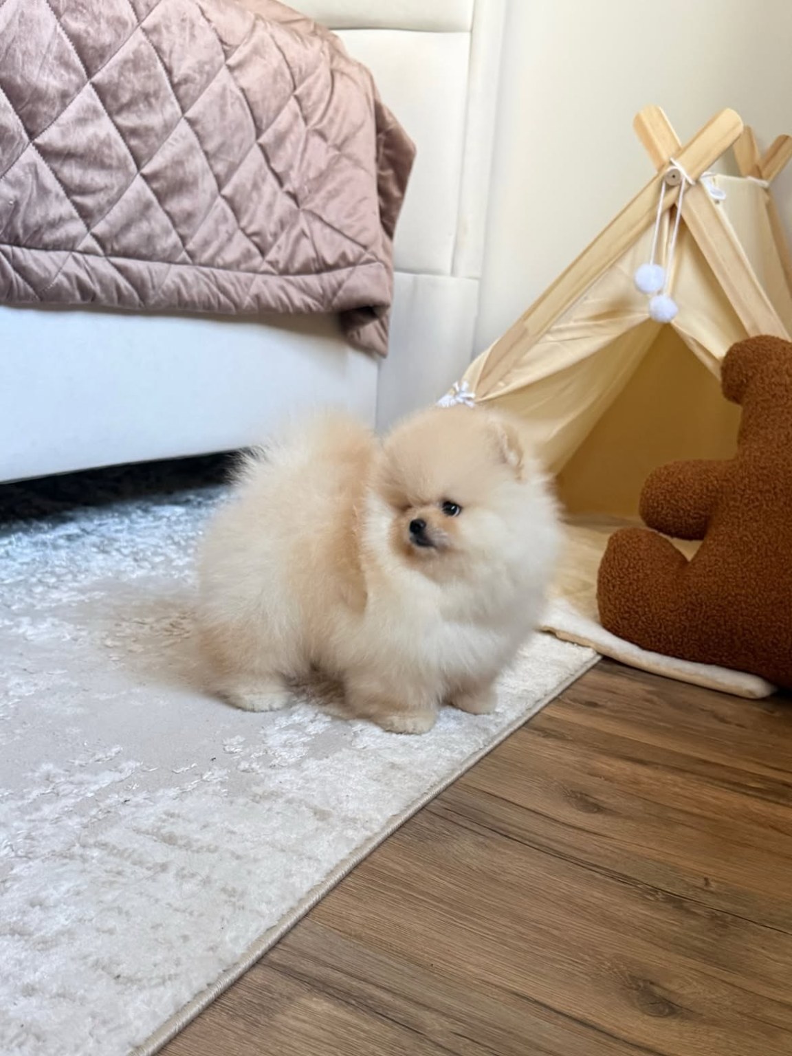 Cachorro de Pomerania QUAN - detalles por confirmar